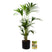 Pokon Kentia Palm incl. watermeter en voeding in Pot Dkr Grijs ↕110 cm