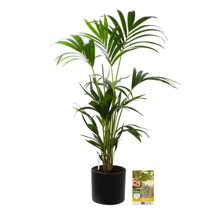 Pokon Kentia Palm incl. watermeter en voeding in Pot Dkr Grijs ↕110 cm