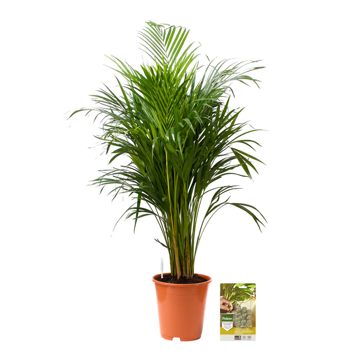 Pokon Goudpalm incl. watermeter en voeding ↕125 cm