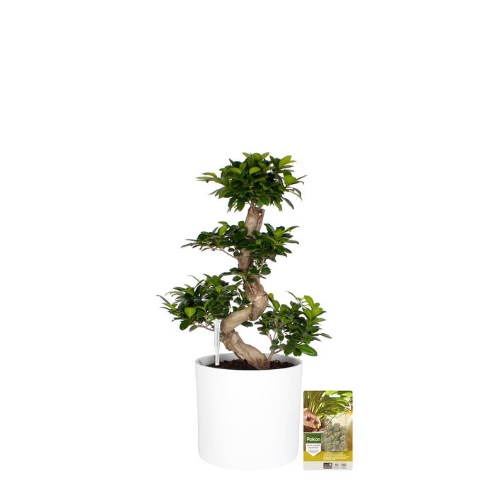 Pokon Ficus Bonsai incl. watermeter en voeding in Pot Wit ↕70 cm