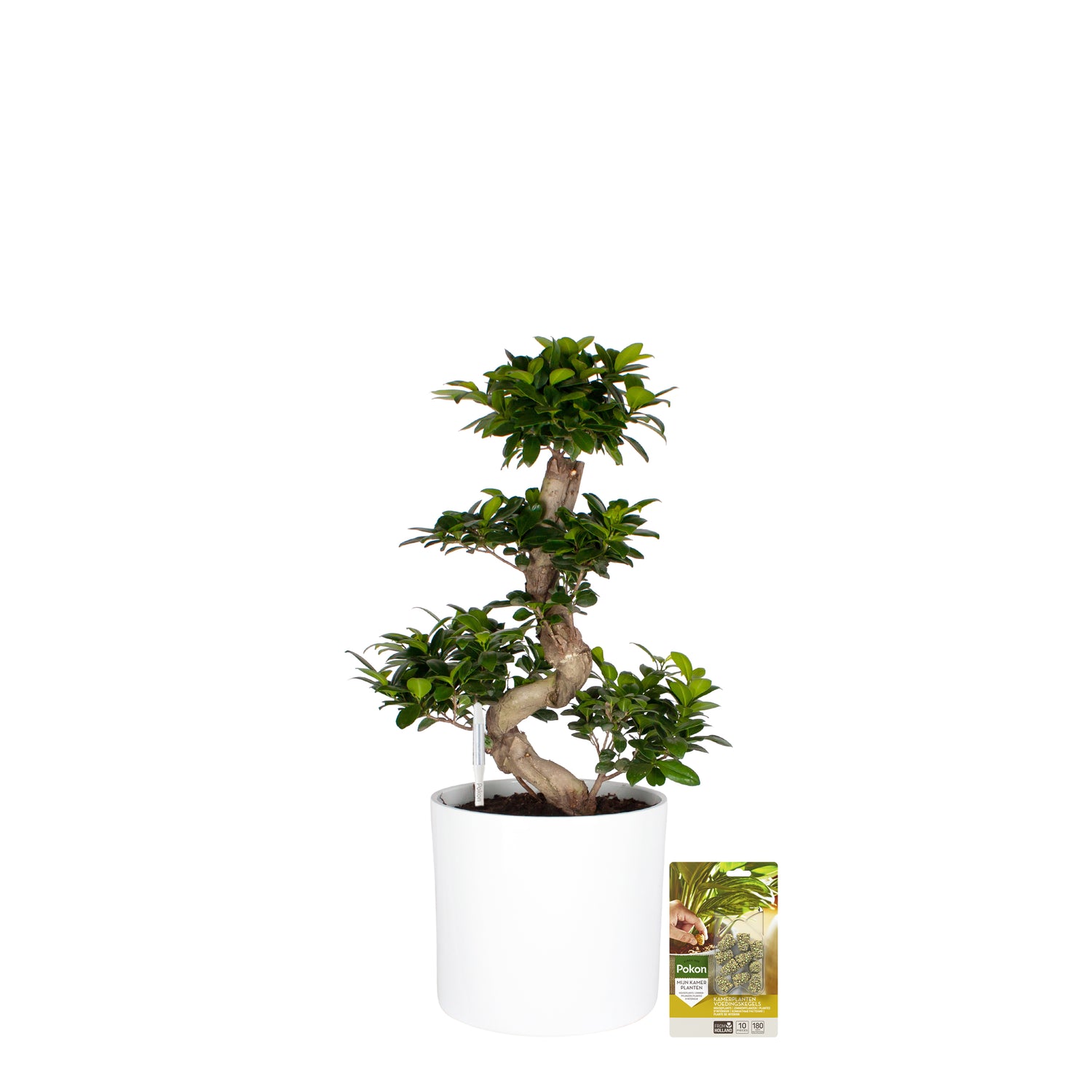 Pokon Ficus Bonsai incl. watermeter en voeding in Pot Wit ↕70 cm