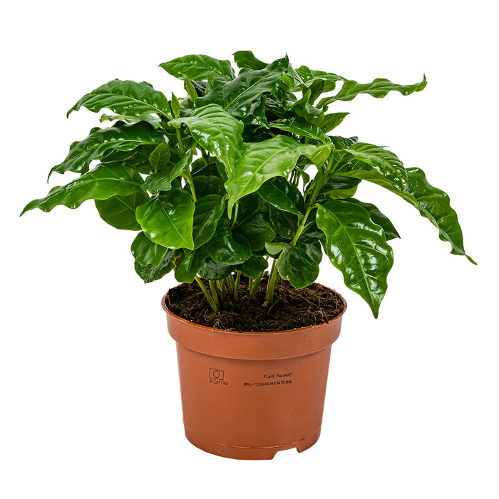 Bloomique - Koffieplant - Coffea Arabica - ⌀ 12 cm - ↕ 25 cm