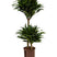 Plantenwinkel Dracaena compacta S hydrocultuur plant