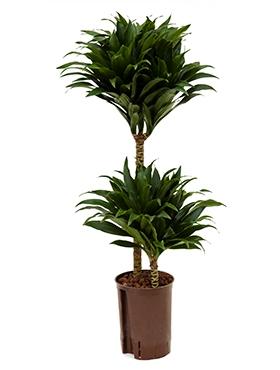 Plantenwinkel Dracaena compacta S hydrocultuur plant