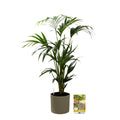 Pokon Kentia Palm incl. watermeter en voeding in Pot Groen ↕110 cm