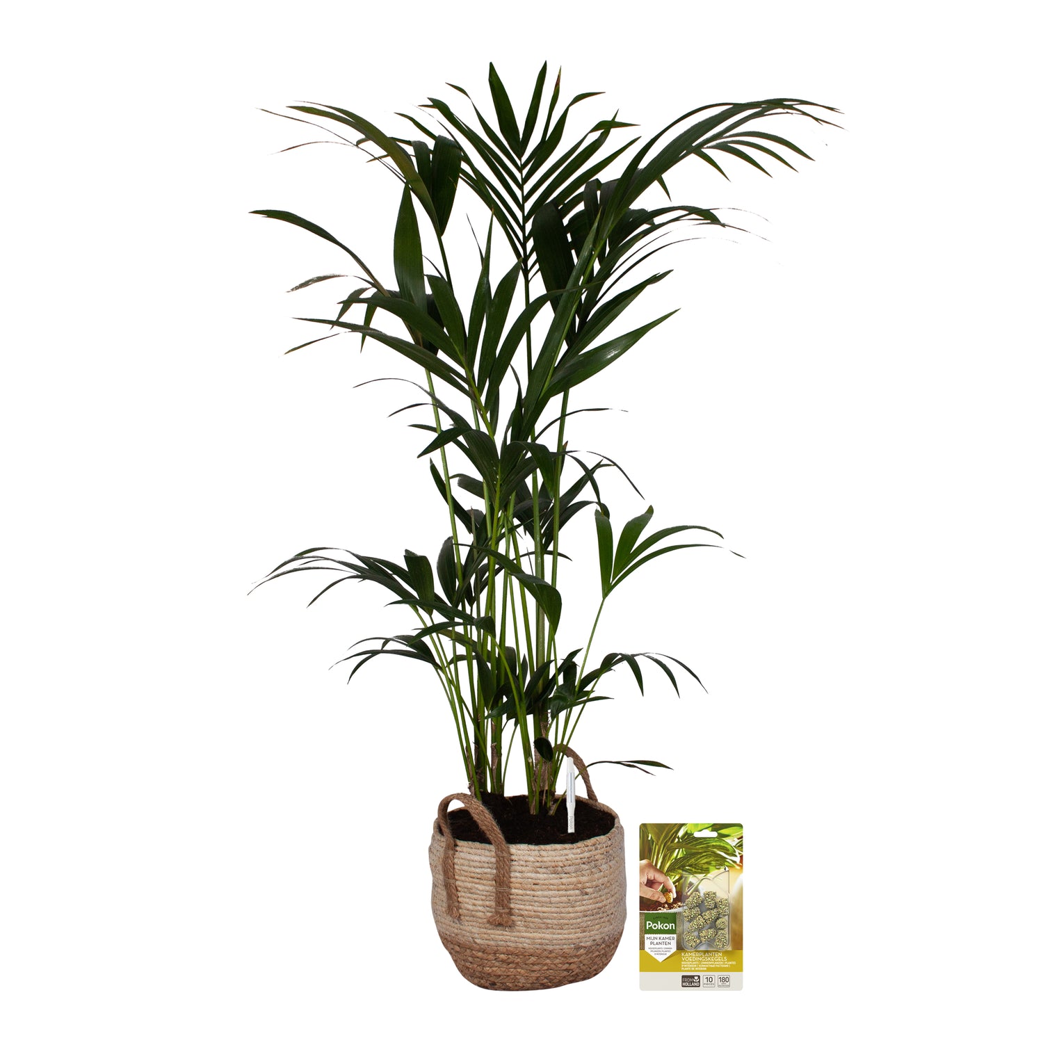 Pokon Kentia Palm incl. watermeter en voeding in Mand ↕125 cm