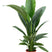 Plantenwinkel Lepelplant Spathiphyllum sensation S kamerplant