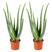 Bloomique - 2x Aloe Vera Barbadensis - Vetplant - ⌀12 cm - ↕35-40 cm