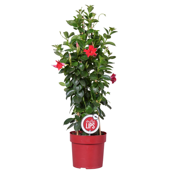 Bloomique - Mandevilla Sundaville - Chileense Jasmijn - ⌀19 - ↕65-75