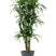 Plantenwinkel Dracaena Fragrans Ulises 150 cm kamerplant