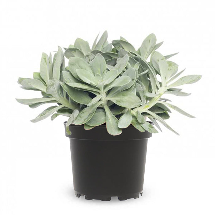 Fleurdirect Mountain Fire Kruiskruid Light