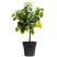 Fleurdirect Citroenboom Citrus Lemon M