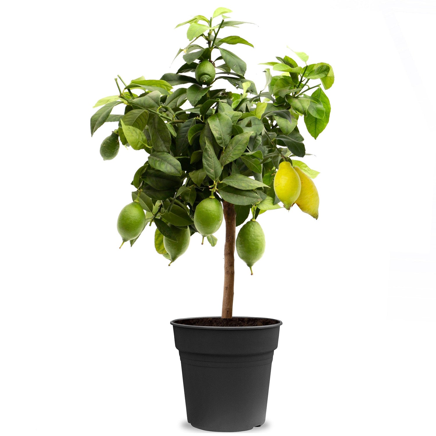 Fleurdirect Citroenboom Citrus Lemon M