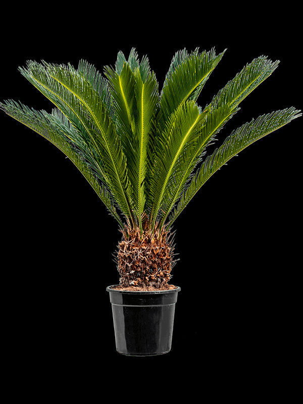 86fdaa98-9881-41a4-b2b5-fa3bbd07be0a-vrijstaandbeeld.jpg (6891516) 