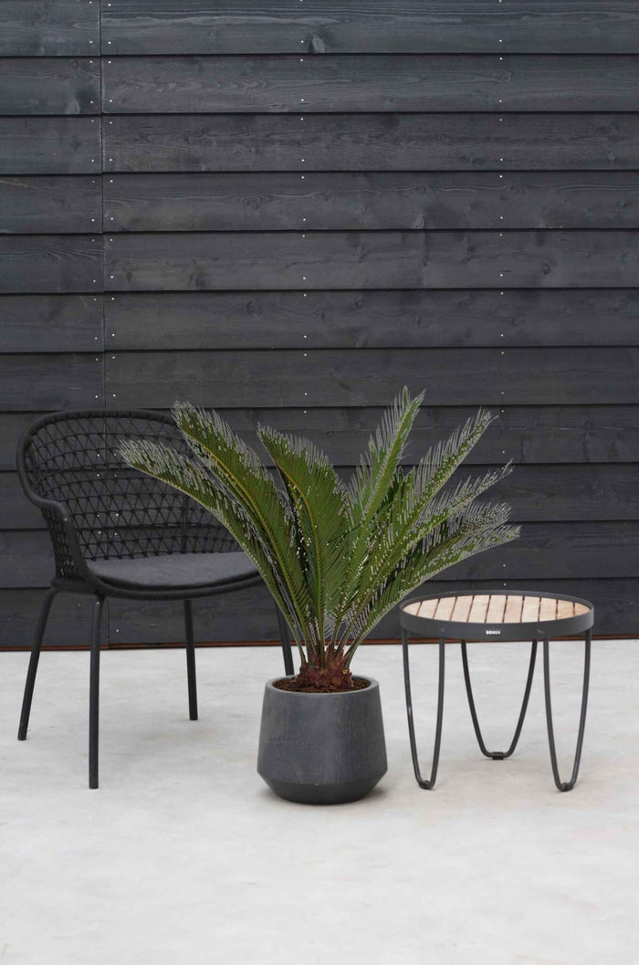 Fleurdirect Cycas M