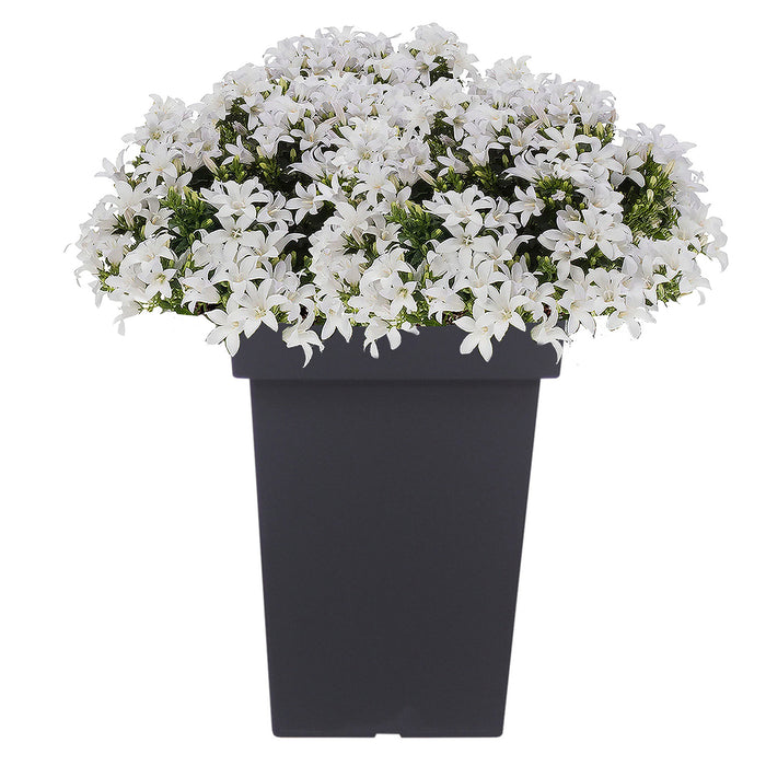 Prosperplast Bloempot - kunststof - antraciet - 29 x 44 cm