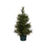 House Doctor Kerstboom, Pinus (60 centimeter)