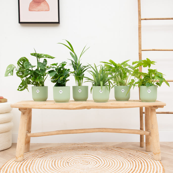 Verrassingsbox - 6 planten + elho Vibes Fold Round groen Ø14 - 20-40cm