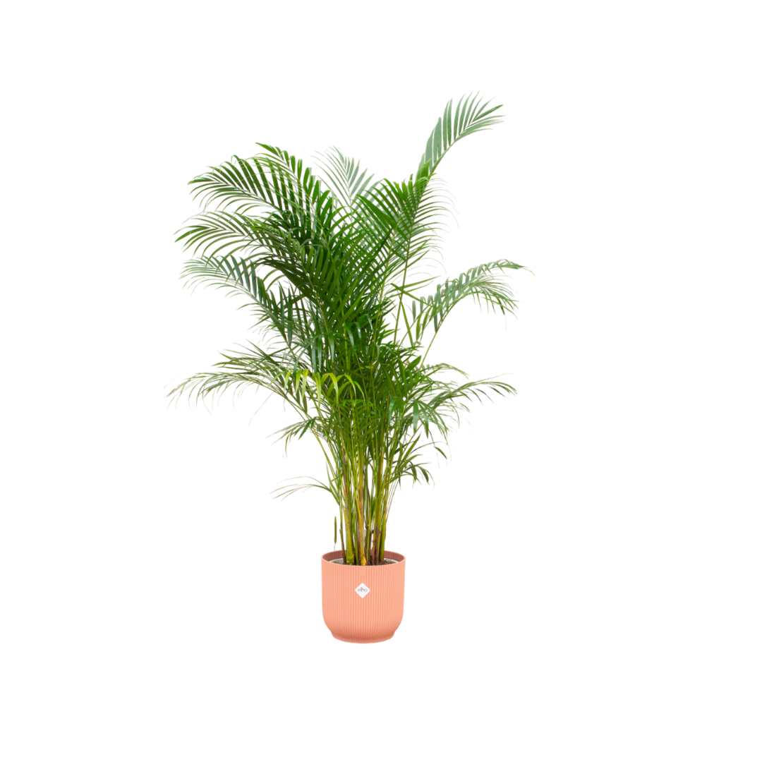 Dypsis Lutescens (Areca palm) + elho Vibes Fold Round roze Ø30 - 160cm