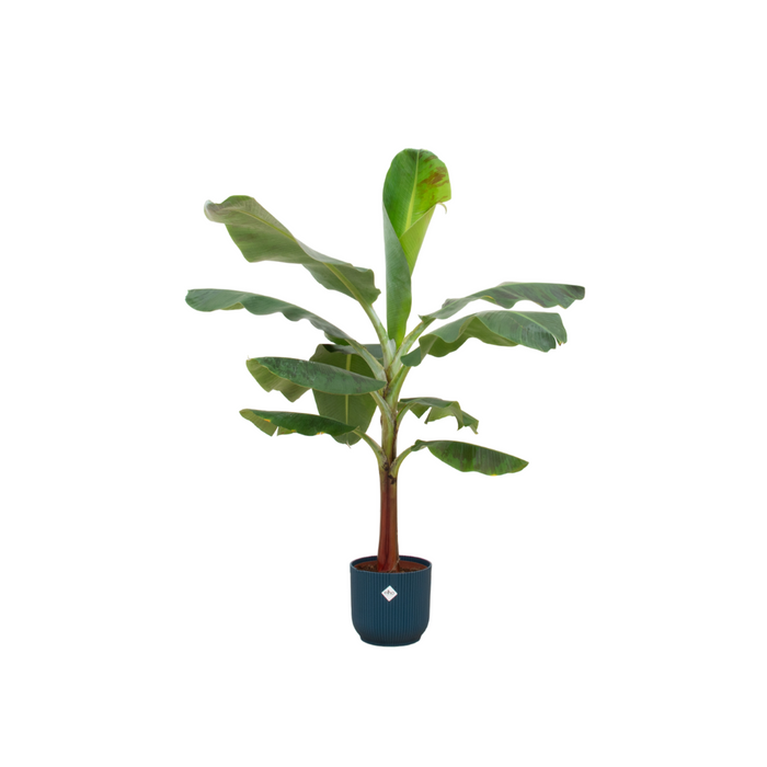 Bananenplant (Musa) + elho Vibes Fold Round blauw Ø22 - 120cm