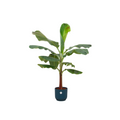 Bananenplant (Musa) + elho Vibes Fold Round blauw Ø22 - 120cm