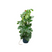Monstera Pertusum XL + elho Vibes Fold Round blauw Ø30 - 150cm