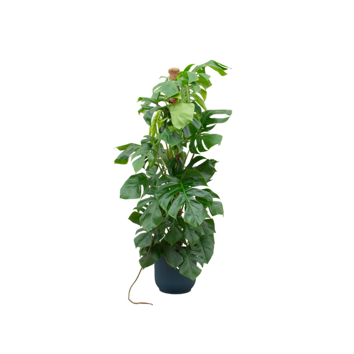 Monstera Pertusum XL + elho Vibes Fold Round blauw Ø30 - 150cm