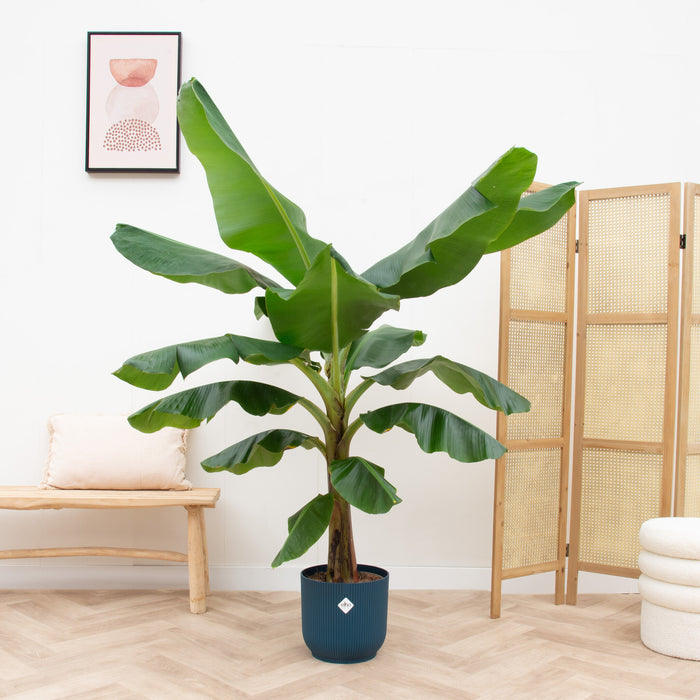 Bananenplant (Musa) + elho Vibes Fold Round blauw Ø30 - 180cm
