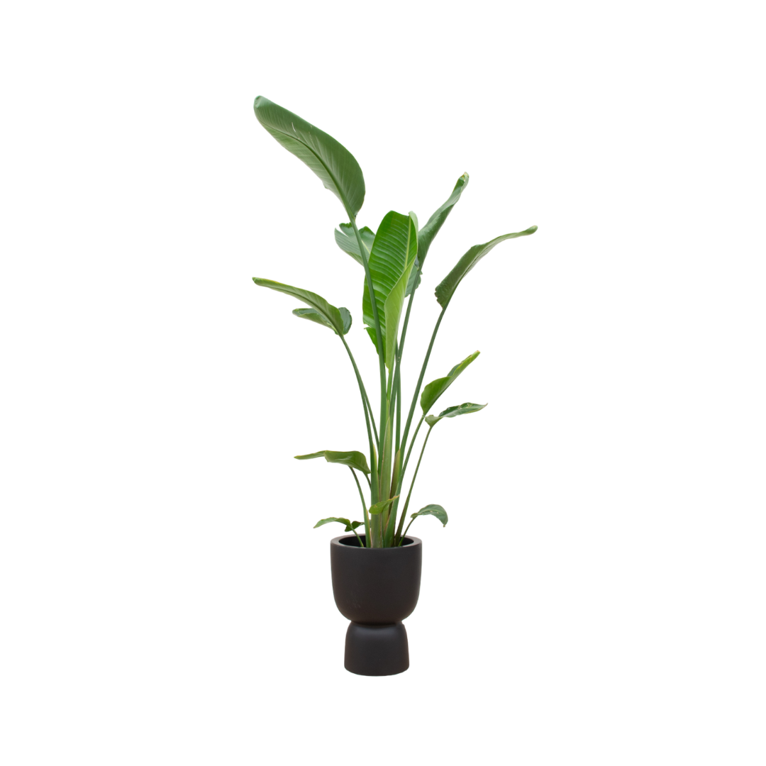 Strelitzia Augusta multistam + elho Pure Coupe zwart Ø35 - 210 cm