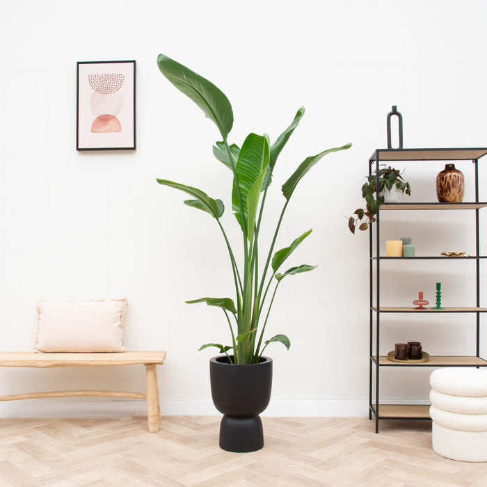 Strelitzia Augusta multistam + elho Pure Coupe zwart Ø35 - 210 cm