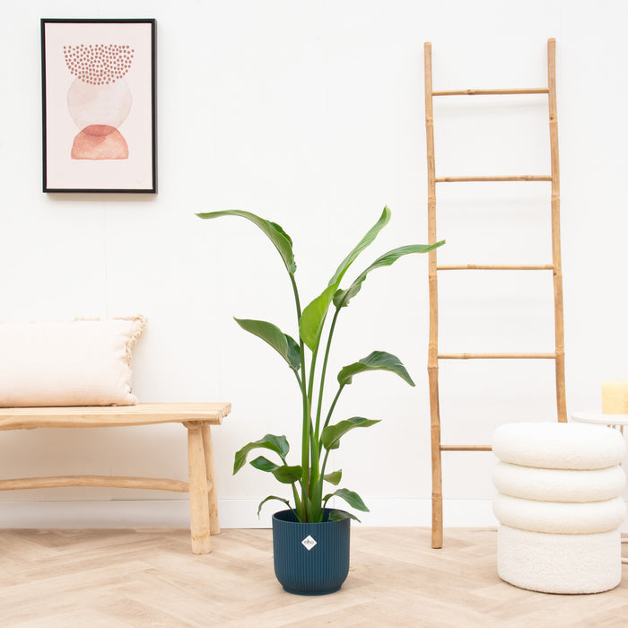 Strelitzia Nicolai + elho Vibes Fold Round blauw Ø22 - 130 cm