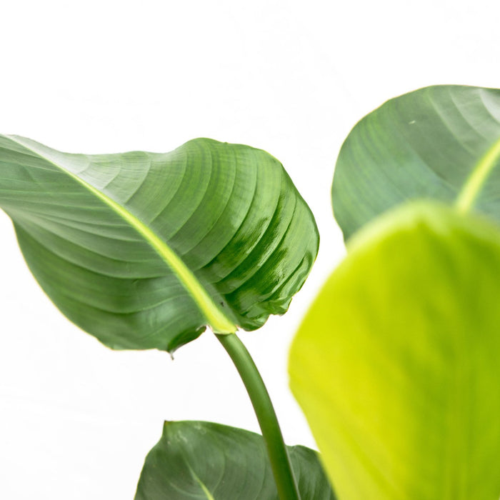 Strelitzia Nicolai + elho Vibes Fold Round blauw Ø22 - 130 cm