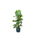 Monstera Pertusum XL + elho Vibes Fold Round blauw Ø30 - 120cm