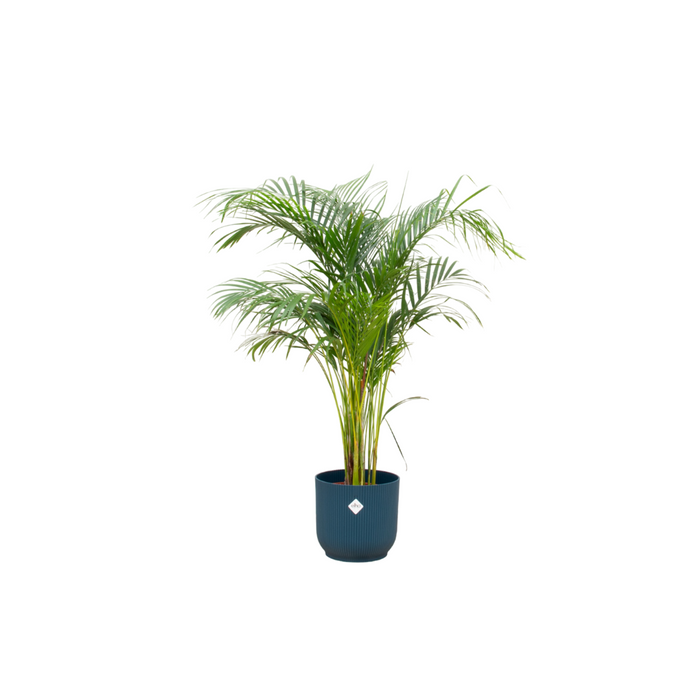 Areca Palm + elho Vibes Fold Round blauw Ø24 - 140cm
