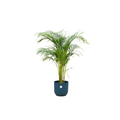 Areca Palm + elho Vibes Fold Round blauw Ø24 - 140cm