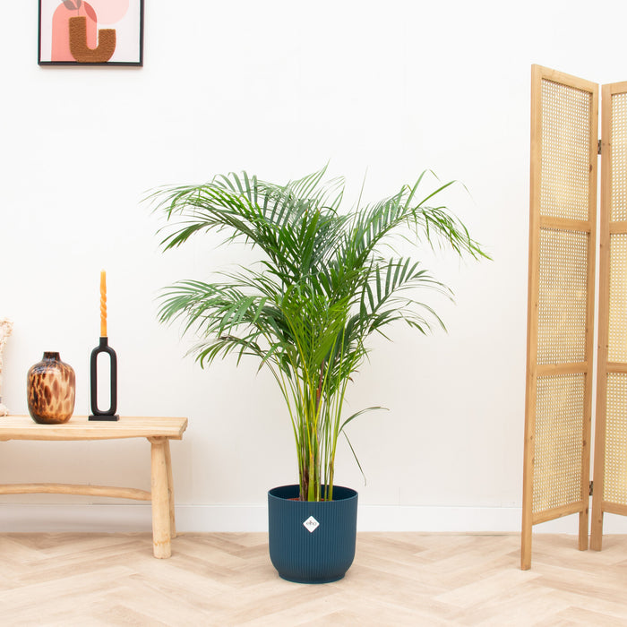 Areca Palm + elho Vibes Fold Round blauw Ø24 - 140cm