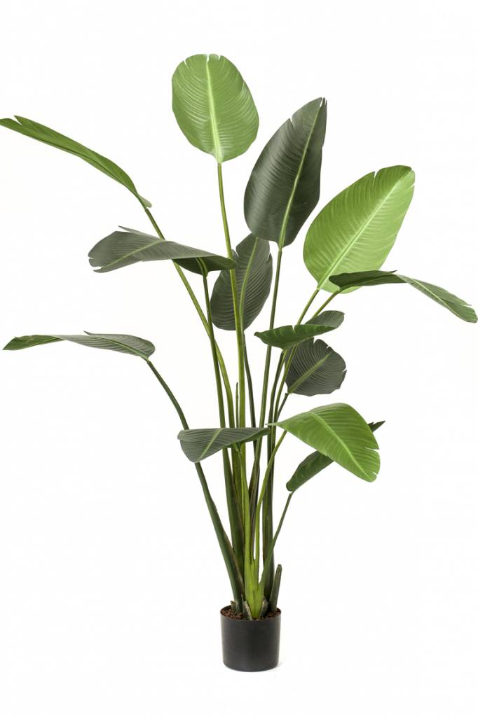 Easyplants Kunstplant Strelitzia 230 Cm