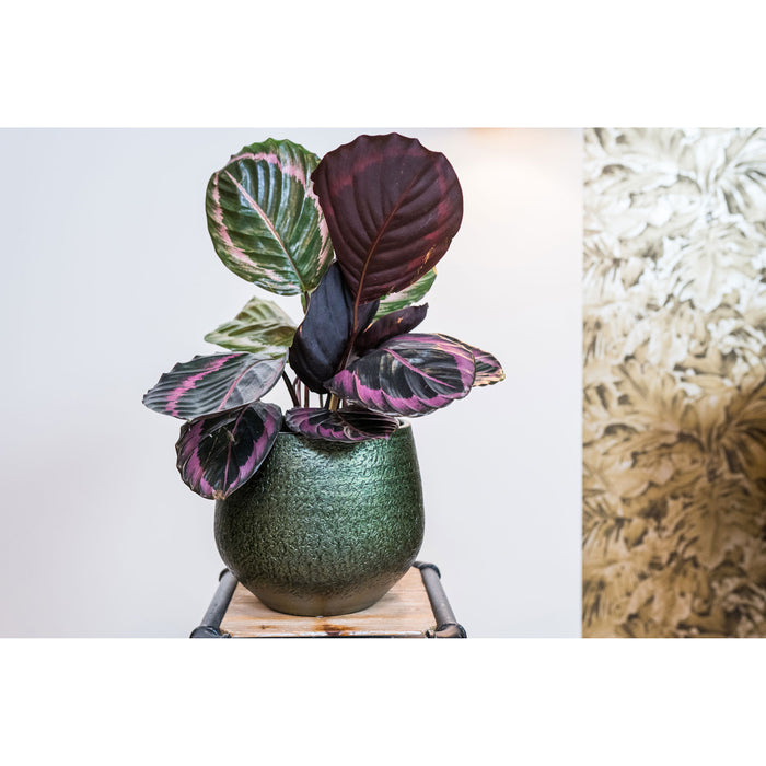 153f8528-e30f-4bca-96a7-fd6ab93a48f0-sfeerbeeld.jpg (7204715) 