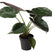 Fleurdirect Alocasia Wentii M