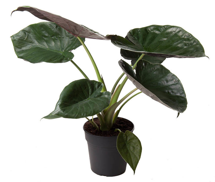 Fleurdirect Alocasia Wentii M