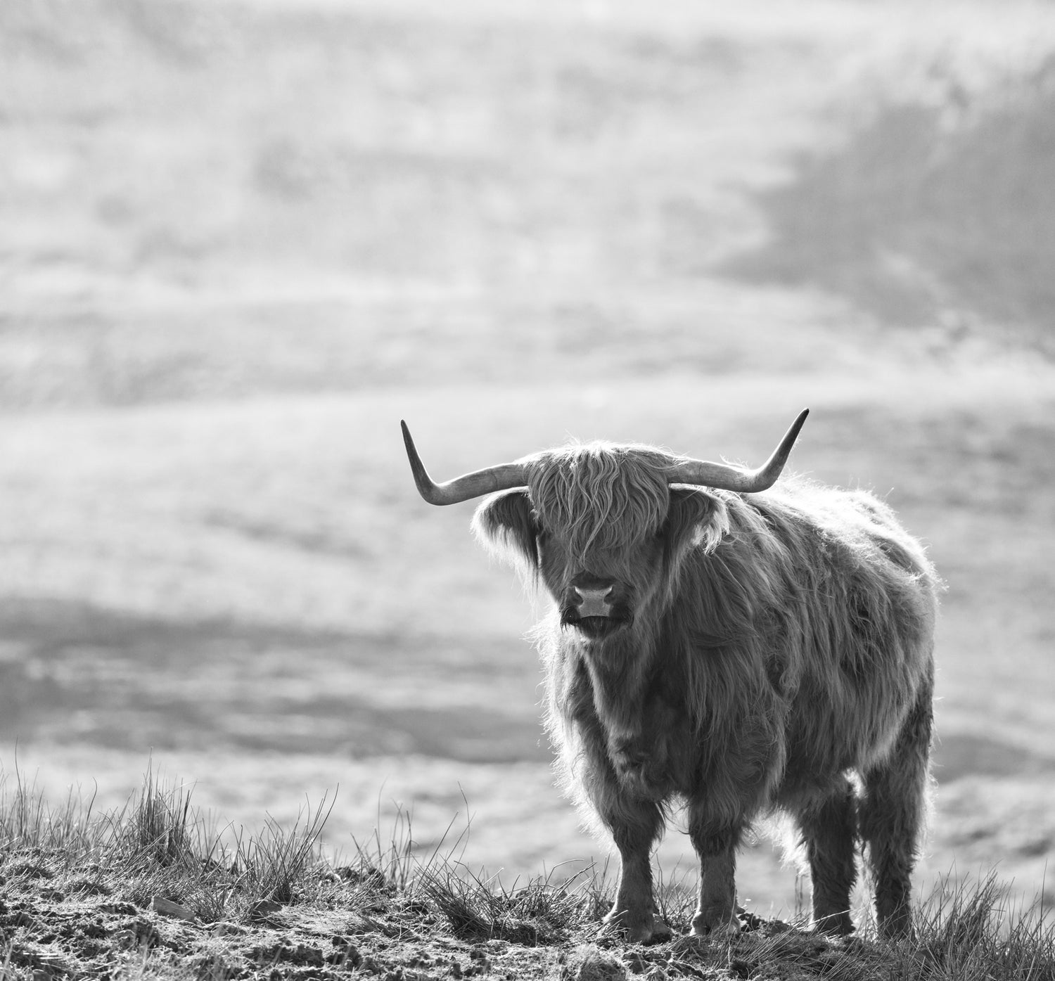 Sanders & Sanders fotobehang schotse hooglander zwart wit - 300 x 279