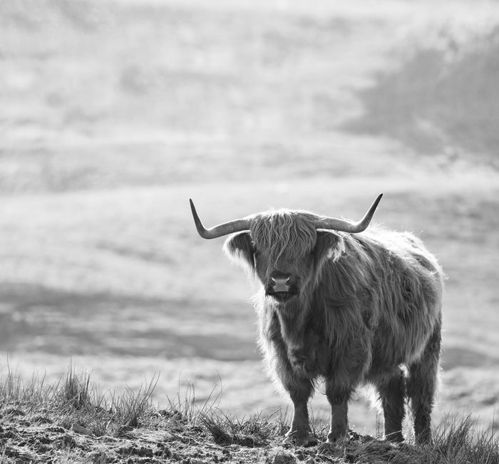 Sanders & Sanders fotobehang schotse hooglander zwart wit - 300 x 279