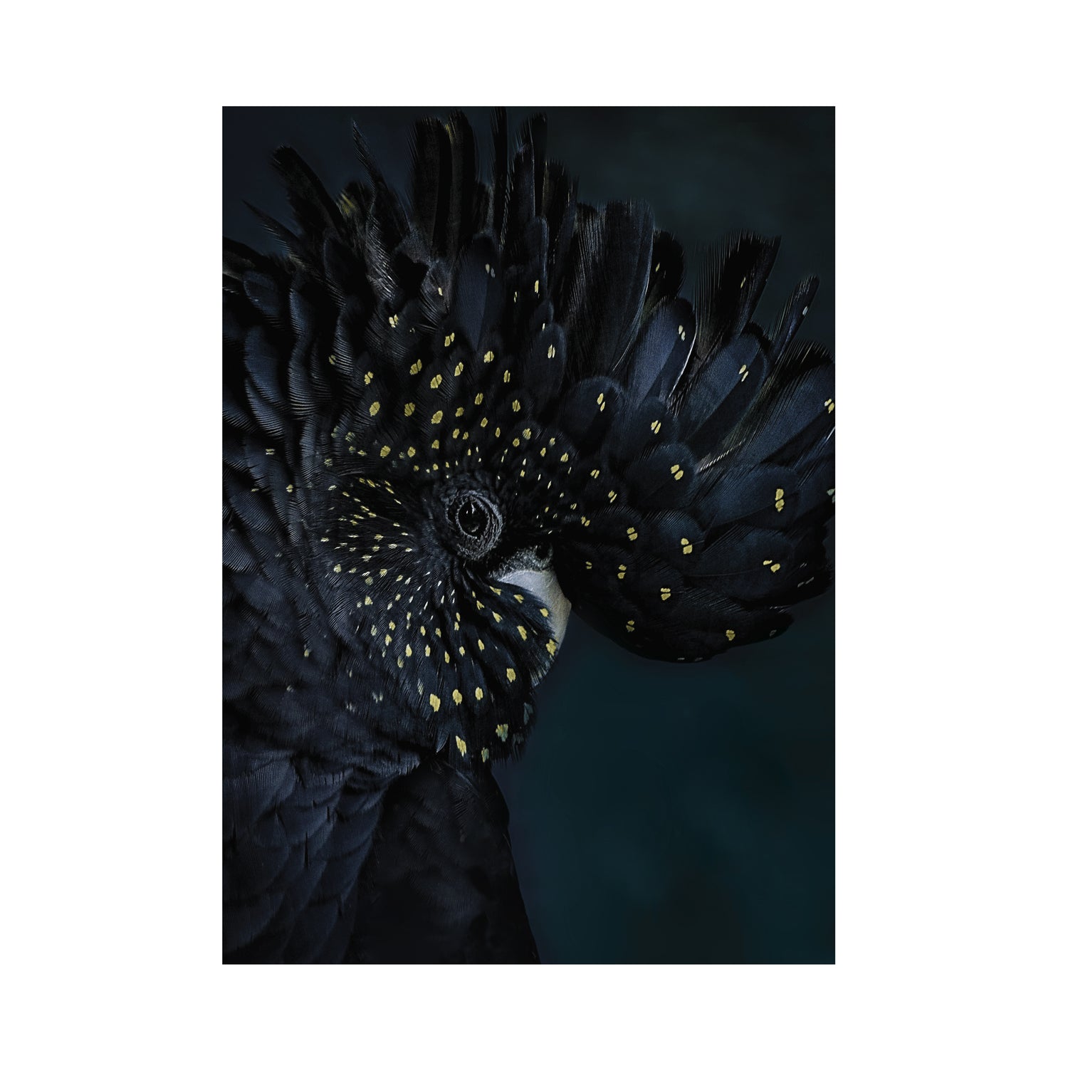Art for the Home Fotobehang - Exotic Bird - 280x200cm