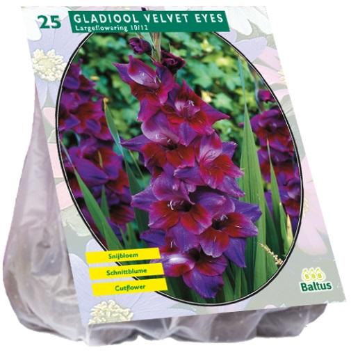 Baltus Gladiolus Velvet Eyes gladiolen bloembollen per 25 stuks