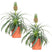 Bloomique - 2x Ananas comosus 'Mi Amigo' – Ananasplant – ⌀12 – ↕30-35
