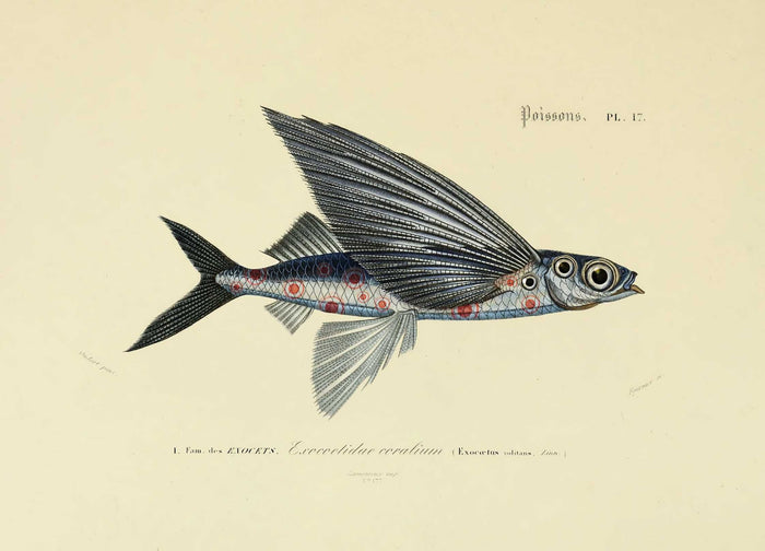 Moooi Carpets Flying Coral Fish vloerkleed 200x300