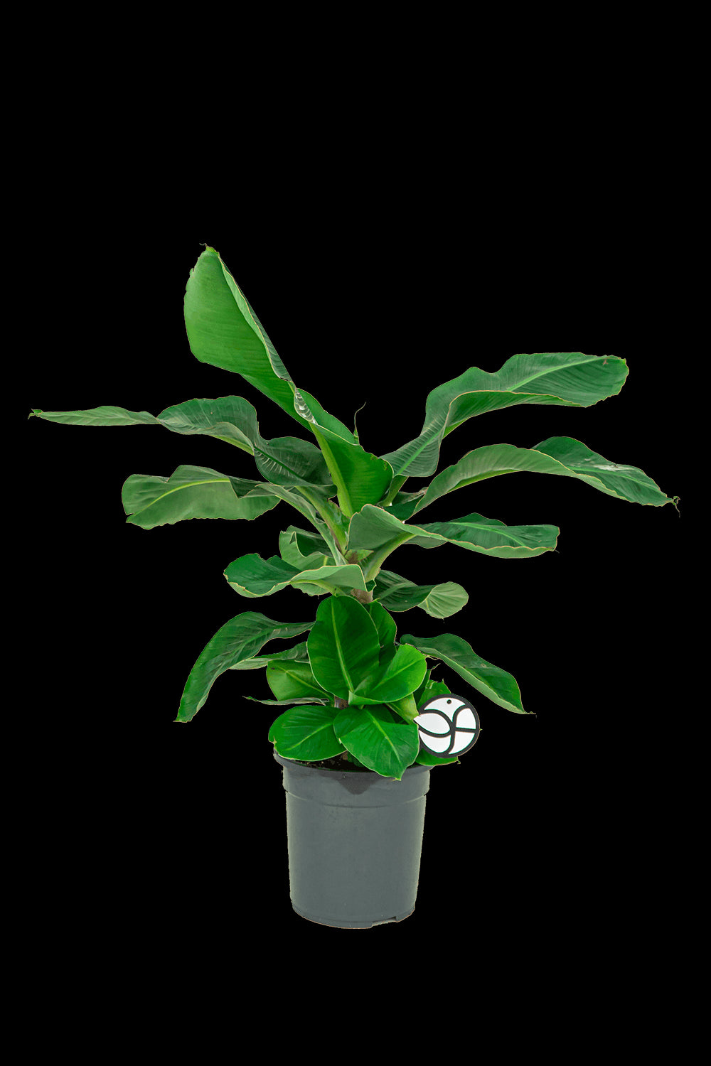 a7696282-da2e-442f-85e3-b4483ef2e774-vrijstaandbeeld.jpg (7538068) 