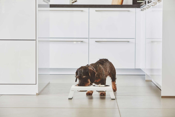 MiaCara Desco hondenvoerbak medium essen grijs