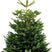 Plant&More - Nordmann Kerstboom - Zonder Kluit