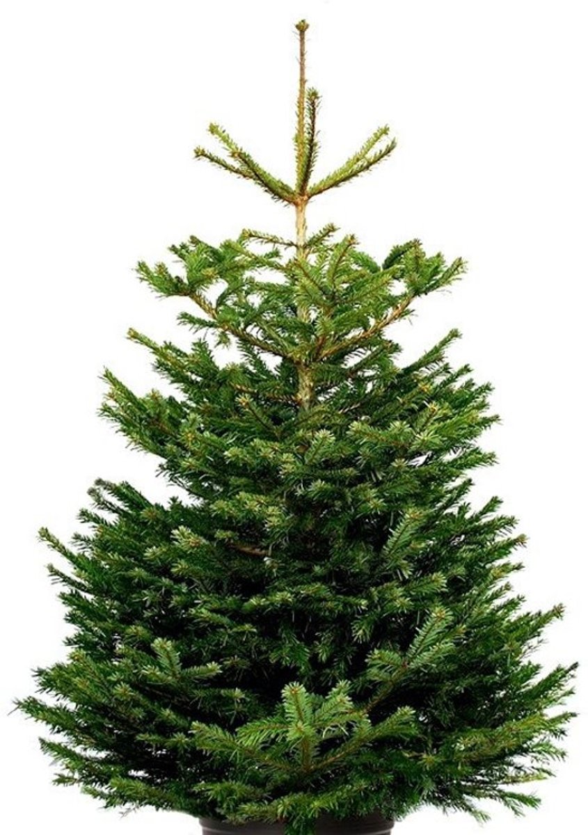 FURNILUX - KERSTBOOM - NOORDMAN 175-200CM IN POT